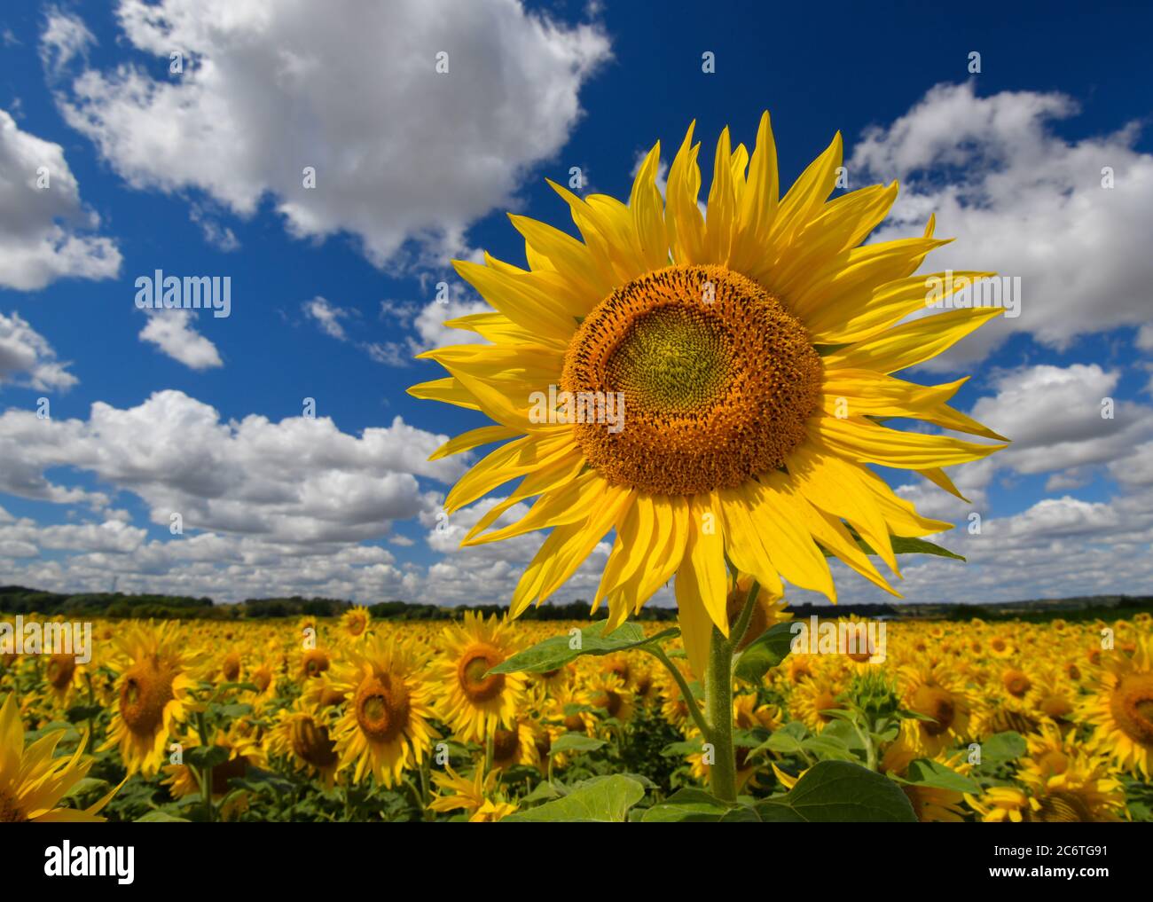 Sachsendorf Germany 12th July 2020 Sunflowers Bloom In A Field In The Oderbruch Credit Patrick Pleul Dpa Zentralbild Zb Dpa Alamy Live News Stock Photo Alamy
