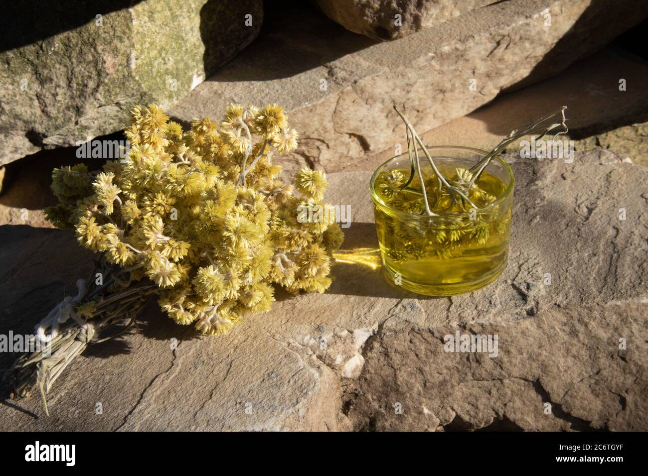 Macela, Medicinal Plant in the Mountains in Brazil Stock Photo