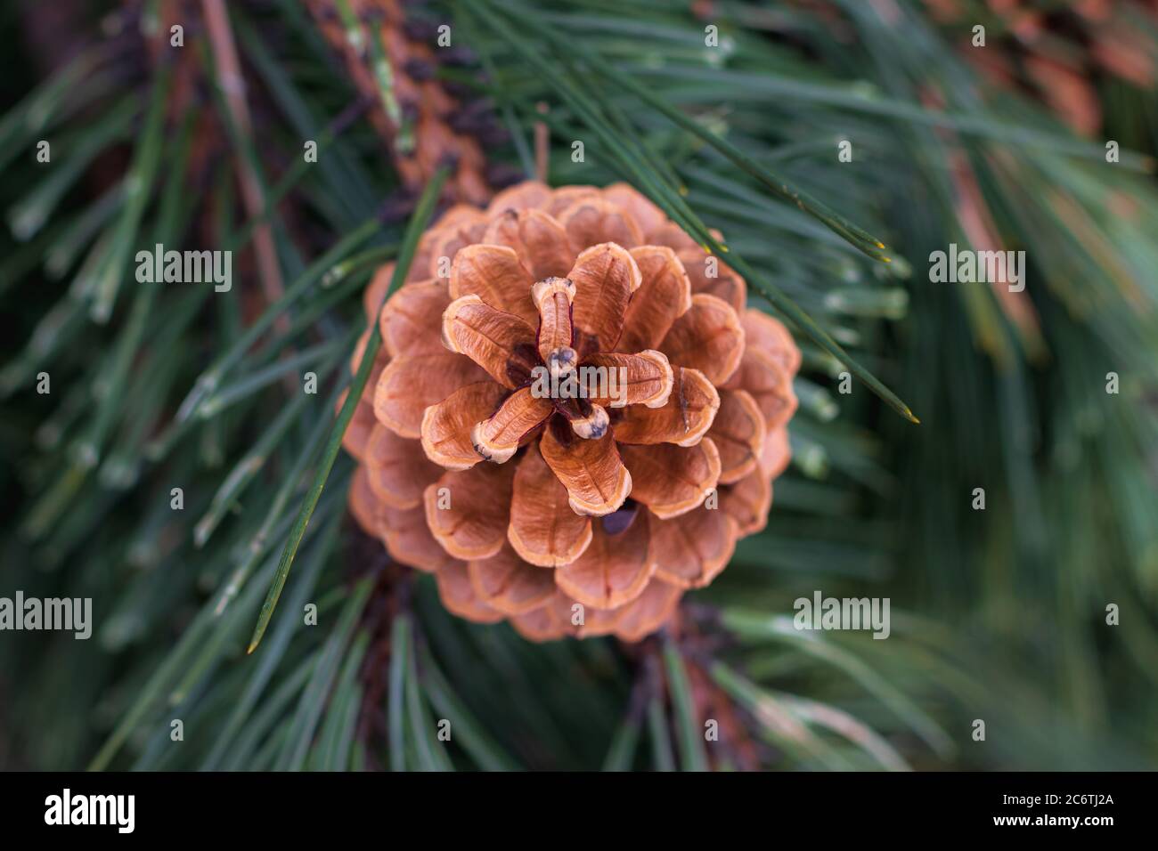 Brown conifer pine cone on branch Stock Photo