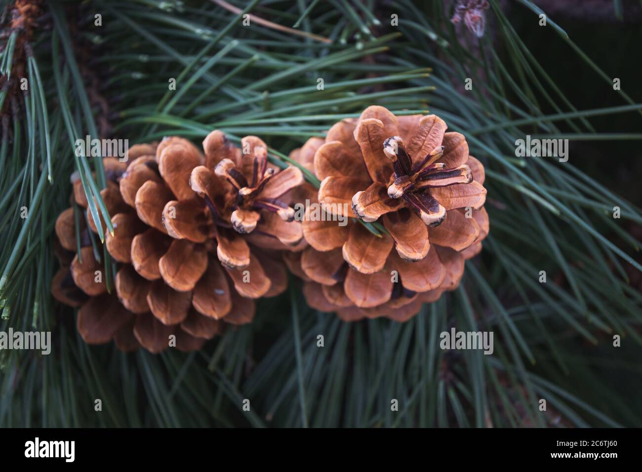 Two brown conifer pine cones on branch Stock Photo
