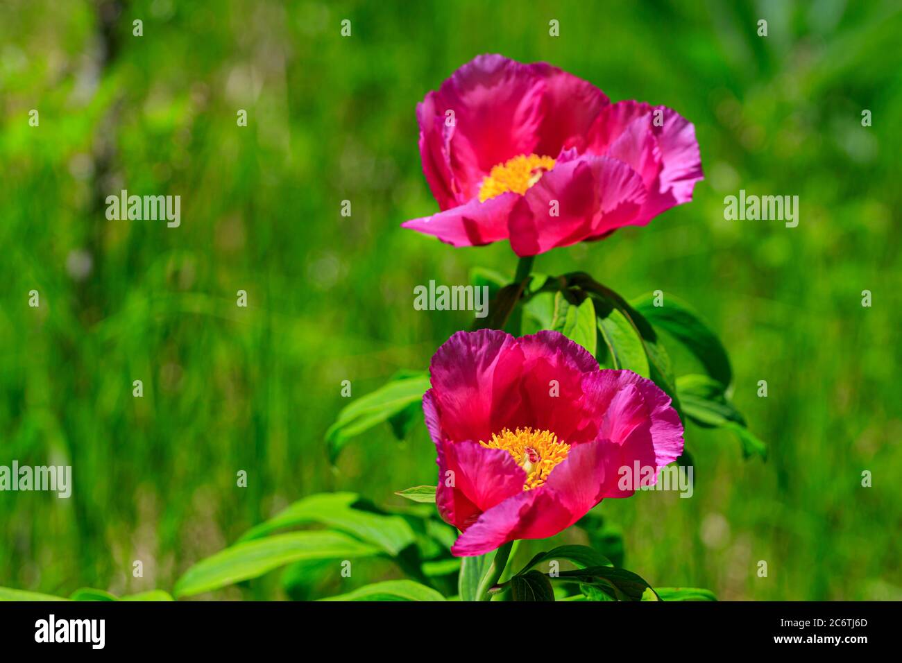 Pink red paeonia daurica flowers in green grass field Stock Photo