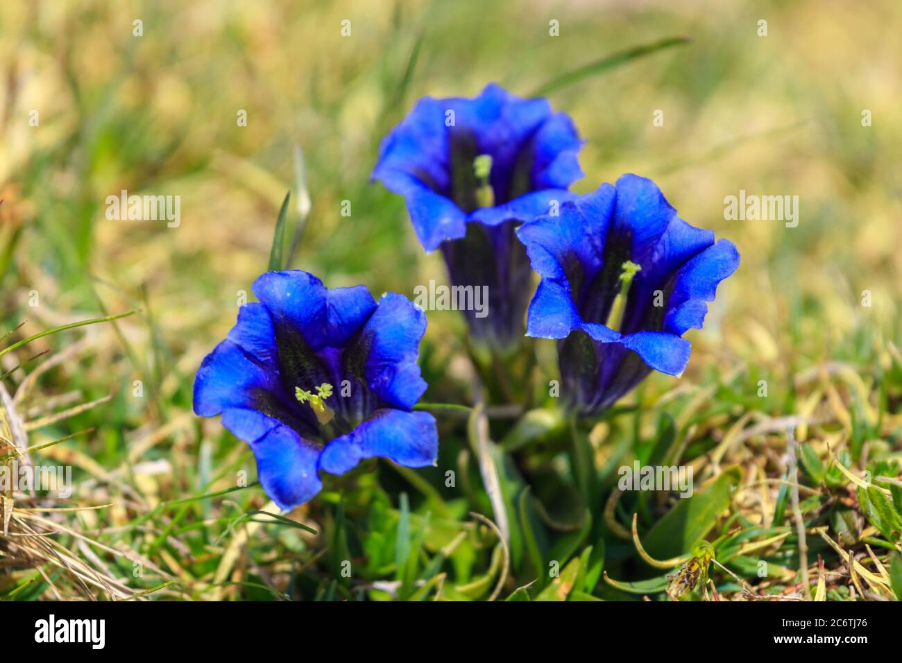Radiant blue gentiana alpine flowers Stock Photo