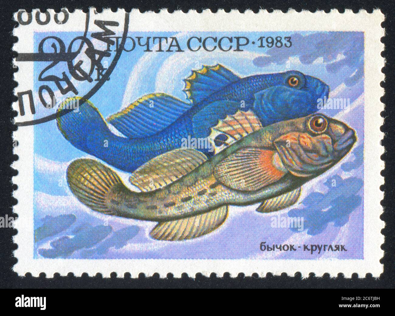 RUSSIA - CIRCA 1983: stamp printed by Russia, shows fish, Neogobius fluviailis, circa 1983 Stock Photo