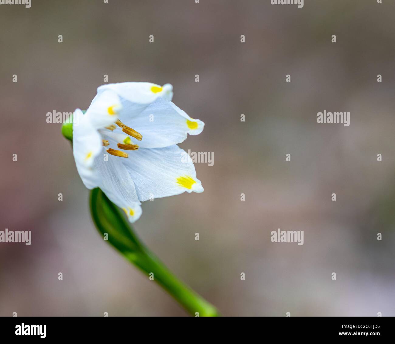 Snow white spring snowflake leucojum vernum flower Stock Photo - Alamy
