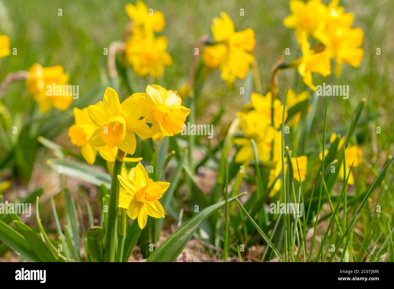 Cyclamen-flowered daffodil Narcissus cyclamineus gold yellow flowers Stock Photo