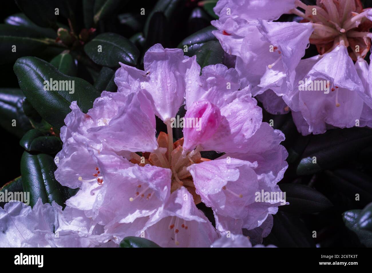 Catawba Rhododendron main image 0