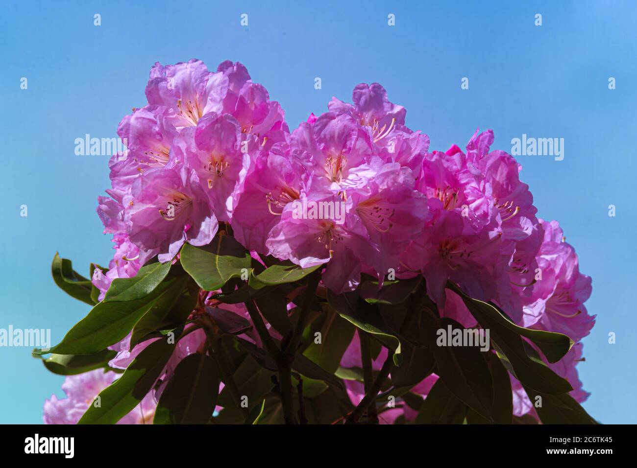 Catawba Rhododendron Cultivar (Rhododendron catawbiense) Stock Photo