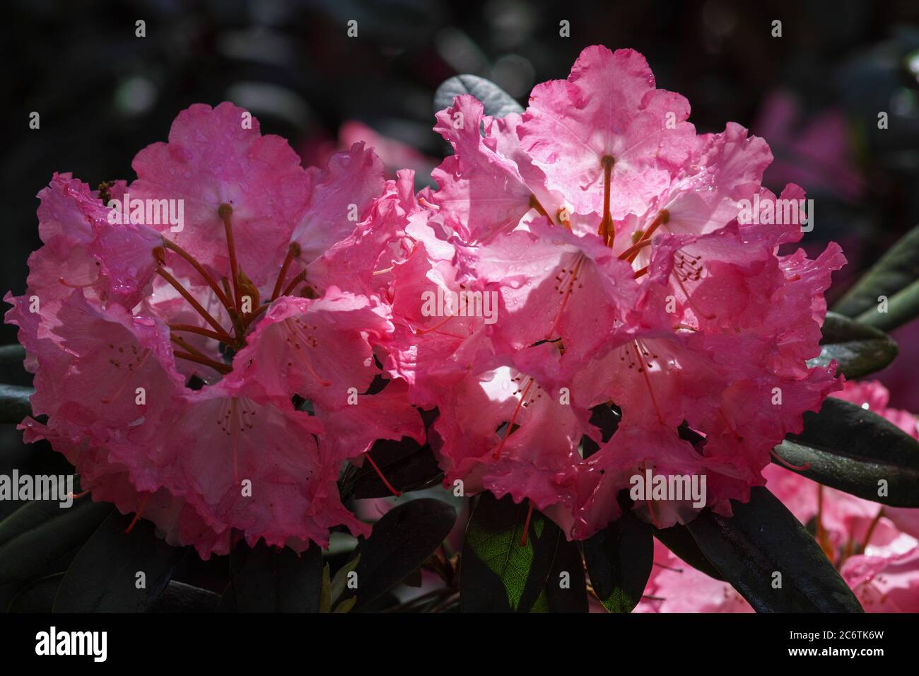 Catawba Rhododendron Cultivar (Rhododendron catawbiense) Stock Photo