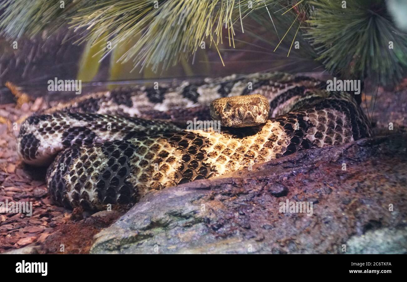 A timber rattlesnake with a beautiful patterns Stock Photo