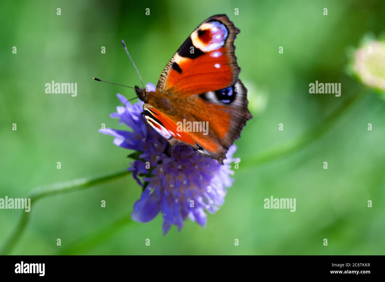 A peacock butterfly sitting on a flower Stock Photo - Alamy