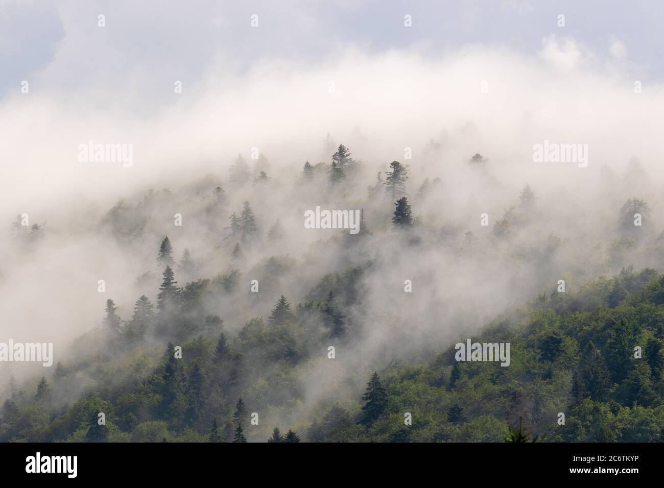 Coniferous forest in fog, Plitvice Lakes National Park, Croatia Stock Photo