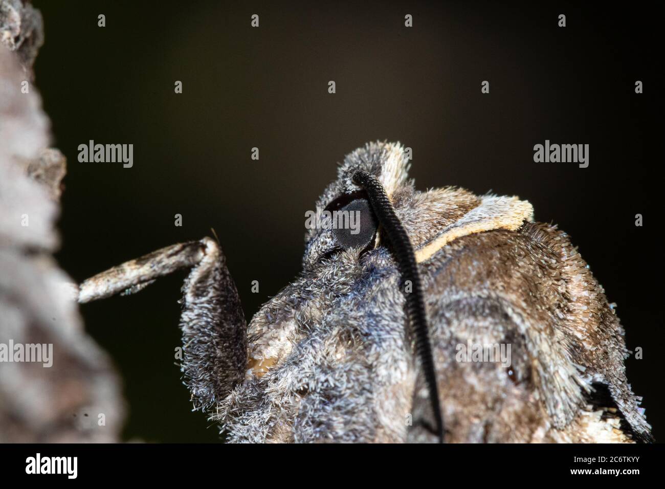 Macro photo goat moth Cossus cossus eyes Stock Photo - Alamy
