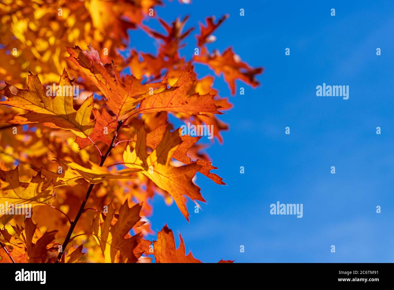Bright red orange maple tree leaves autumn color blue sky Stock Photo