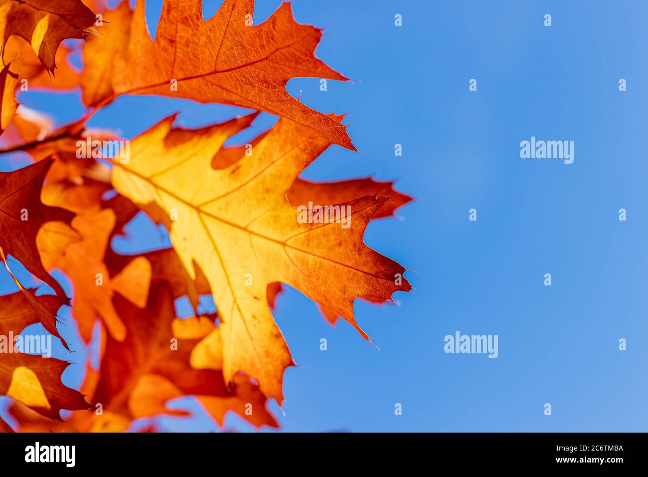 Bright red orange maple tree leaves autumn color blue sky bokeh Stock Photo
