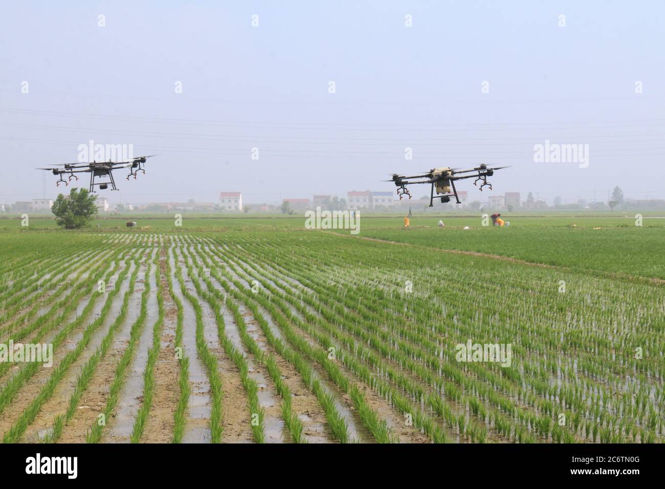 Lianyungang, China. 12th July, 2020. A plant protection drone is used to spray rice pesticides in Sanzhangli Village, Xufeng JiangsuÃ¯Â¼Å'CHINA-Town, Guanyun County, Lianyungang city, Jiangsu Province, July 7, 2020. At present, it is a critical period for the growth and development of rice, and also the peak of pest and disease hazards. The local government actively carries out ''flight prevention'' operation for the prevention and control of rice diseases and insect pests to ensure the high yield and bumper harvest of summer grain. (Credit Image: © SIPA Asia via Stock Photo