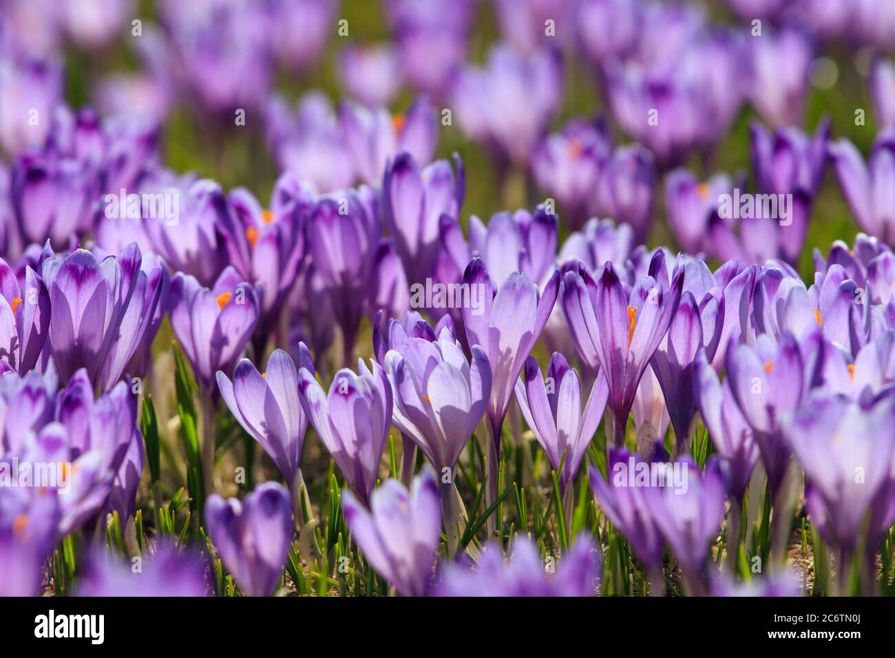 Crocus flowers vibrant purple Velika Planina Slovenia Stock Photo