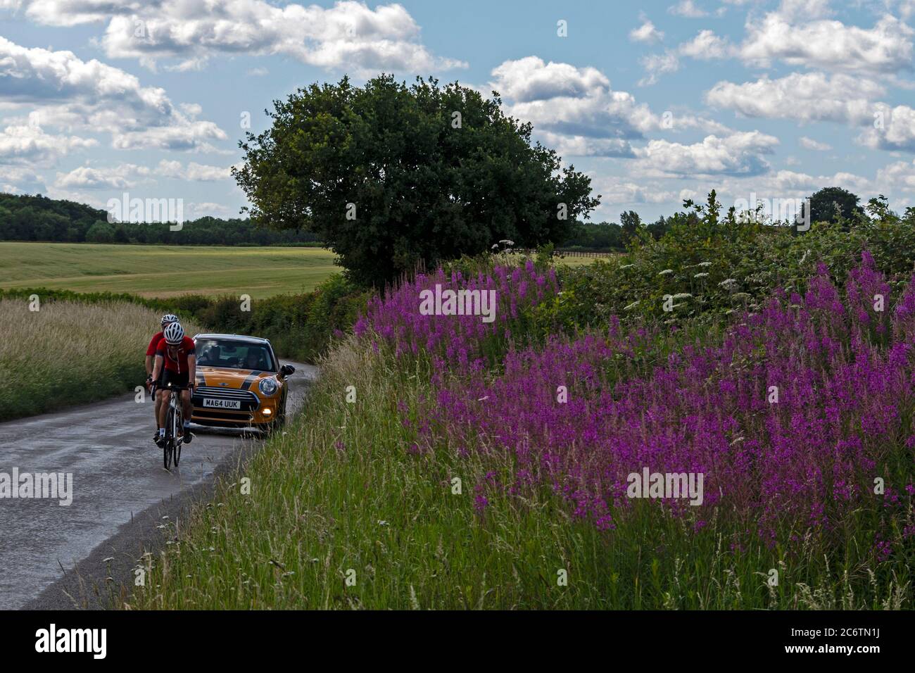 Cyclist cycling pass a large group of pink coloured wild flora grown on the banks of a country lane in the Chiltern Hills in south Buckinghamshire, Br Stock Photo