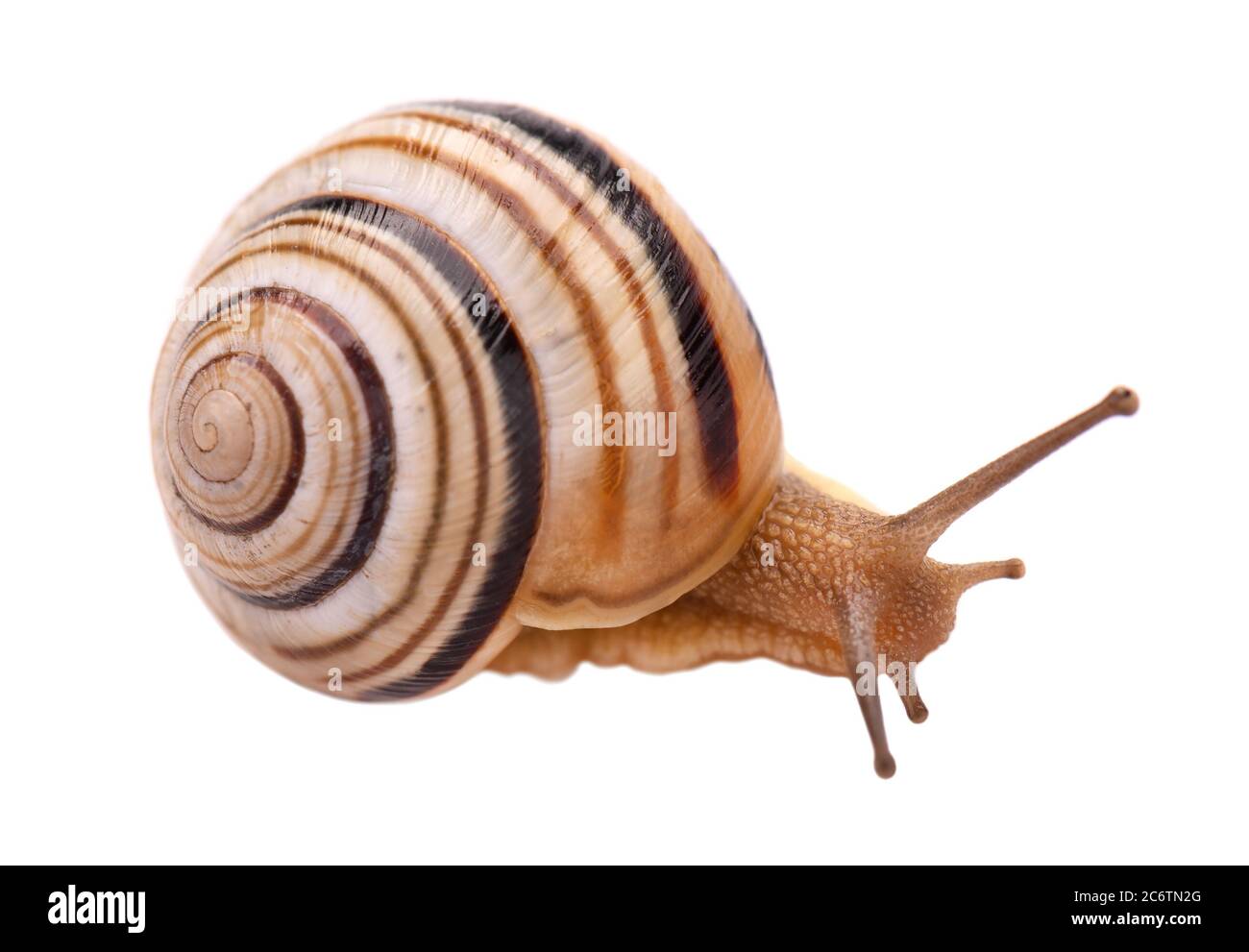 Garden Snail In Front Isolated On White Background Stock Photo Alamy