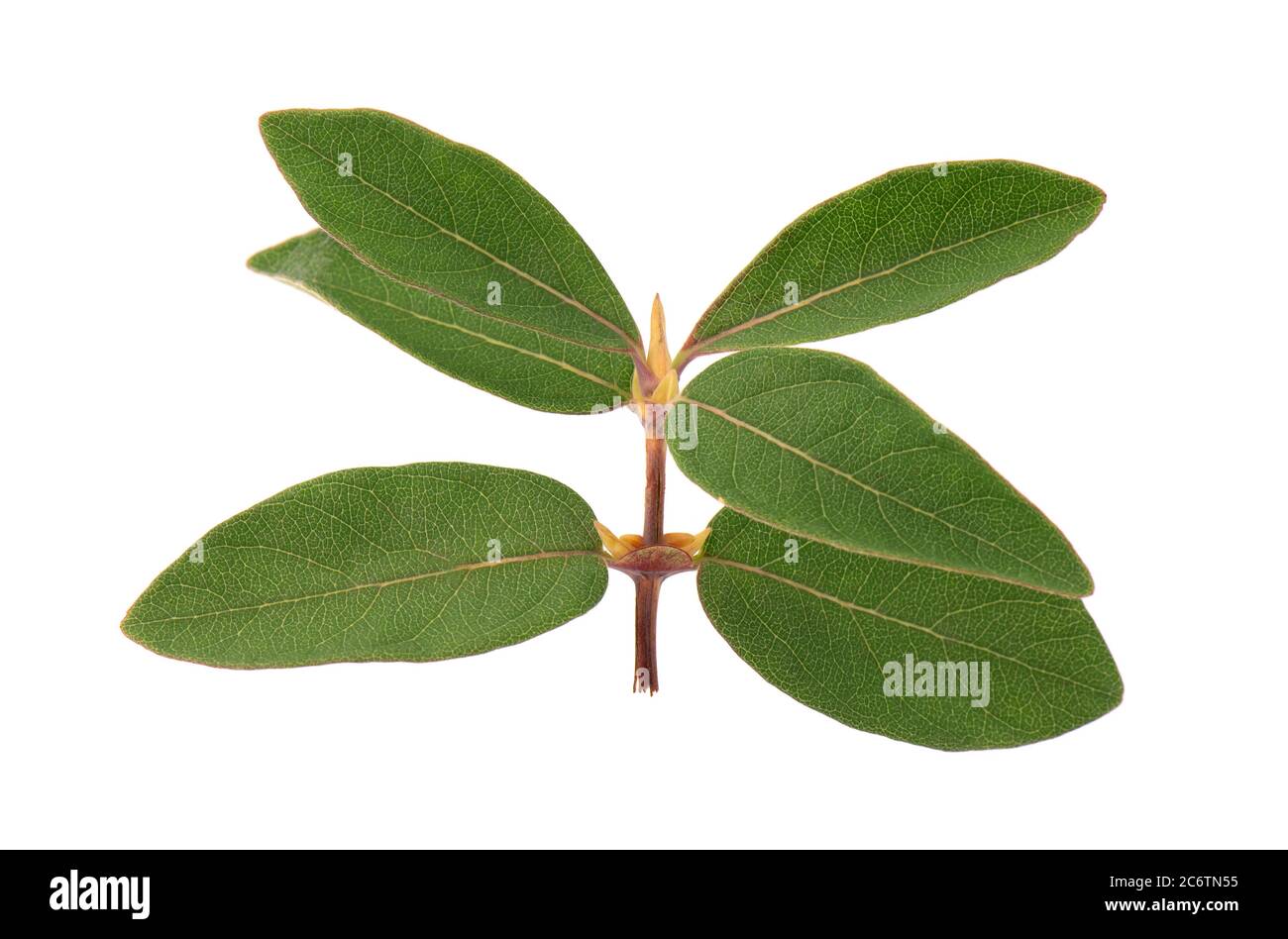 Leaves of Elaeagnus multiflora isolated on white background. Cherry  elaeagnus, cherry silverberry, goumi, gumi Stock Photo - Alamy