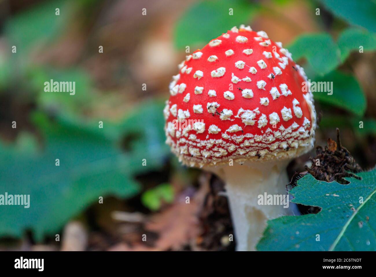 Mushroom roadstool amanita muscaria fly garic red white dots Stock Photo