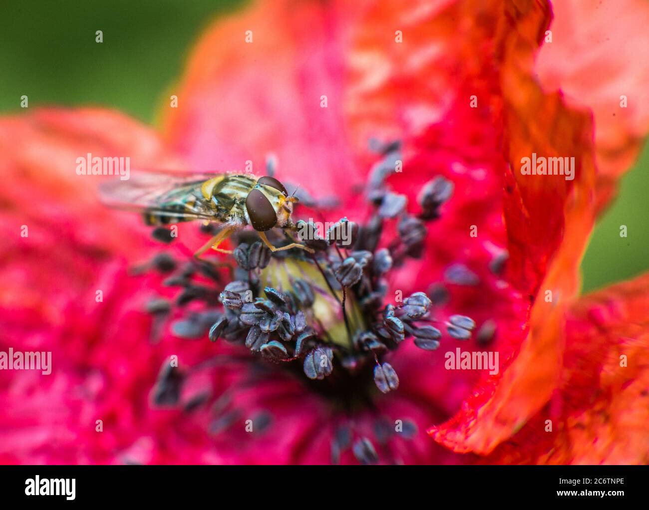 A group of wasps perform ecological roles pollinating a diverse array of plants. Stock Photo
