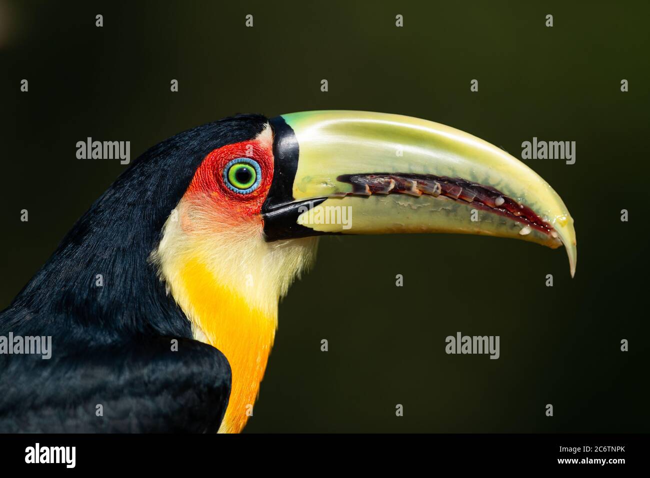 Red-breasted Toucan (Ramphastos dicolorus) Stock Photo