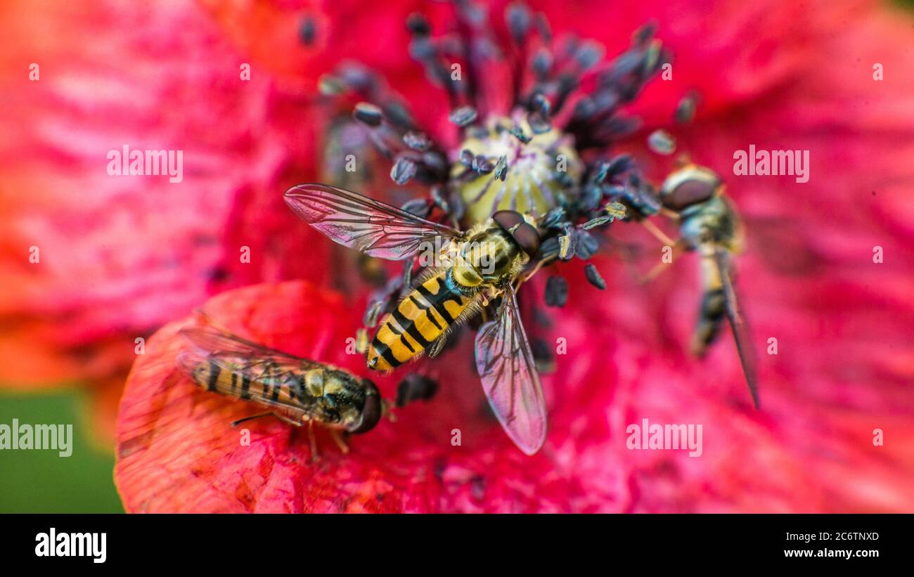 Pollen-wasps perform ecological roles pollinating a diverse array of plants. Stock Photo