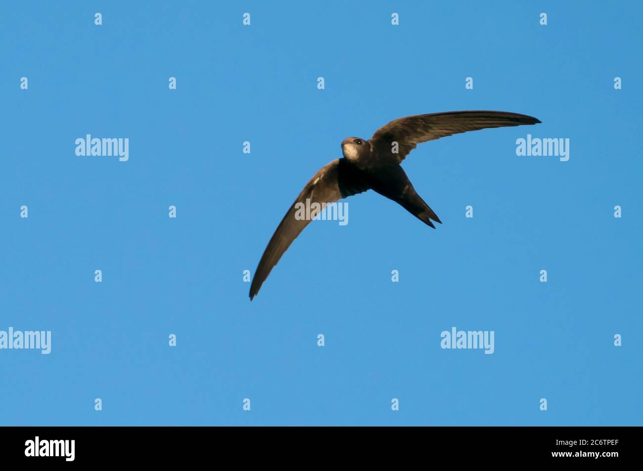 A Swift (apus Apus) Catching Insects On The Wing At Sunset, Oxfordshire 