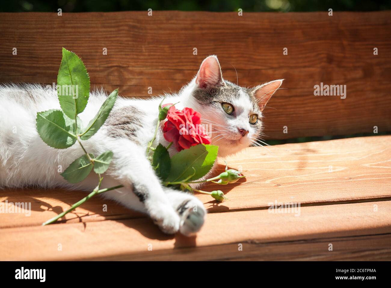 Young cat red rose hi-res stock photography and images - Alamy