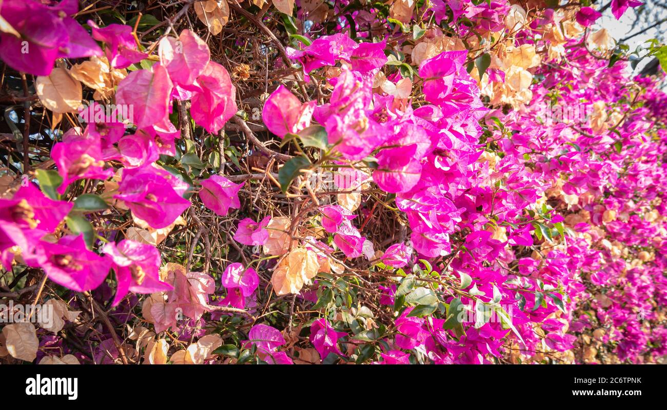 Beautiful mural made with Bougainvillea. Useful as a banner on websites or as a delicate background. Vertical view. Stock Photo