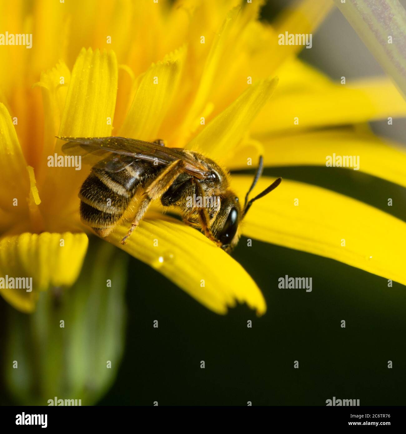 Common furrow bee, Lasioglossum calceatum, feeding on the pollen of an hawkbit flower in a UK meadow. Stock Photo