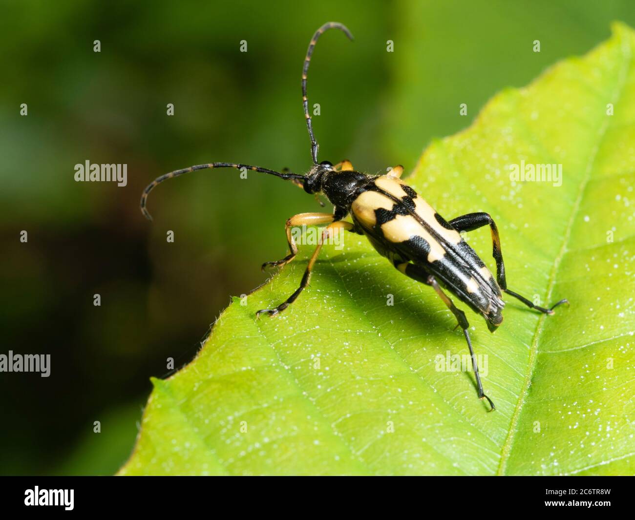 Yellow and black marked body of the woodland margin and hedgerow UK spotted longnorn beetle, Rutpela maculata Stock Photo