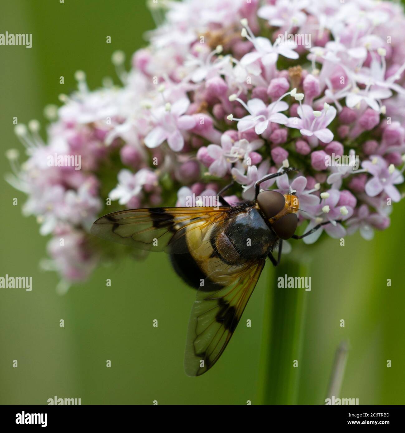 Large female pellucid hoverfly, Volucella pellucens, feeding on common valerian, Valeriana officinalis in the Norfolk Broads, UK Stock Photo