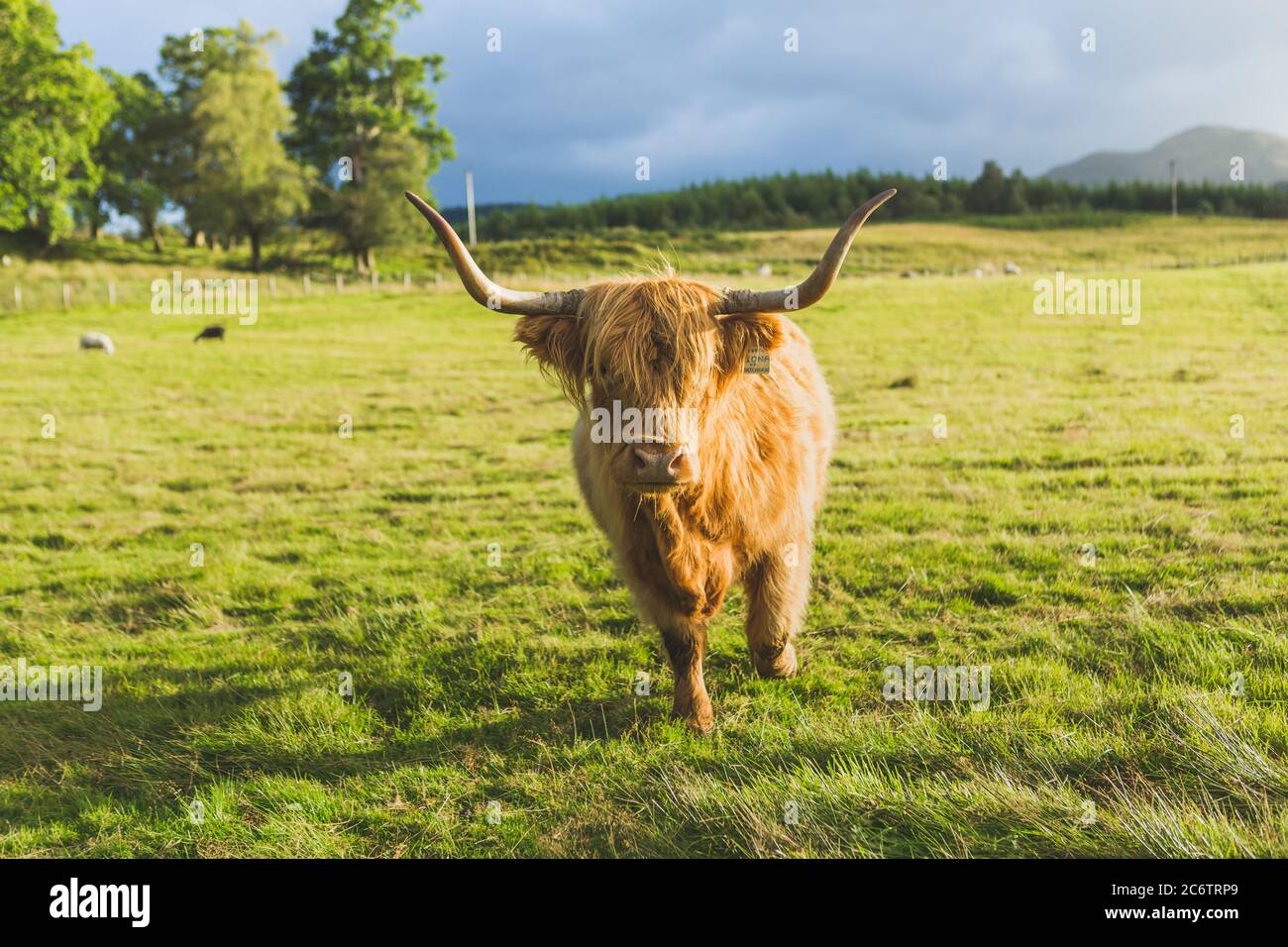 Highland cattle cow in landscape, Scotland Stock Photo - Alamy