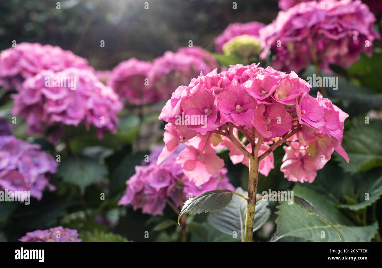 Close up Hydrangeas in bloom in a summer English garde Stock Photo
