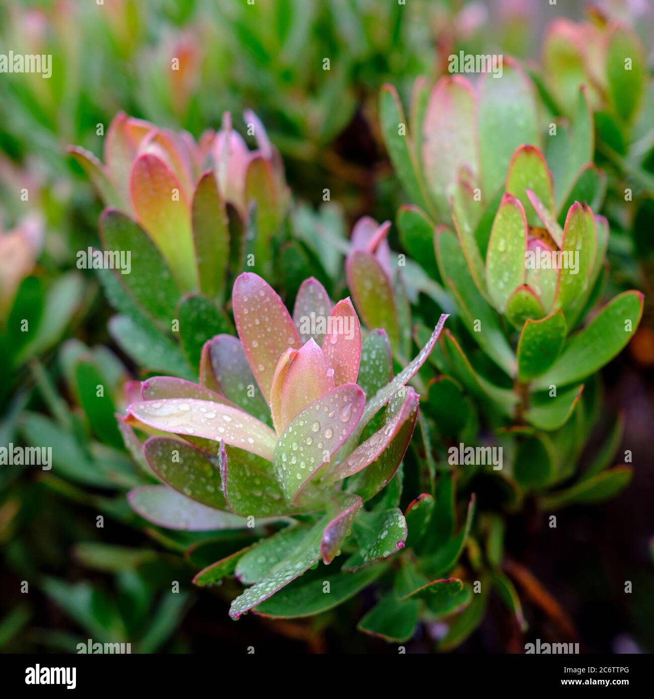 Indigenous South African Western Cape or karoo fynbos flowers only found in this region of southern Africa Stock Photo