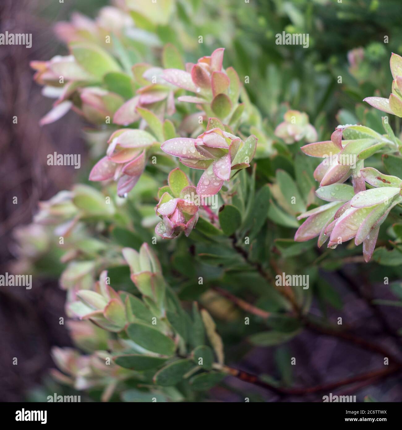 Indigenous South African Western Cape or karoo fynbos flowers only found in this region of southern Africa Stock Photo