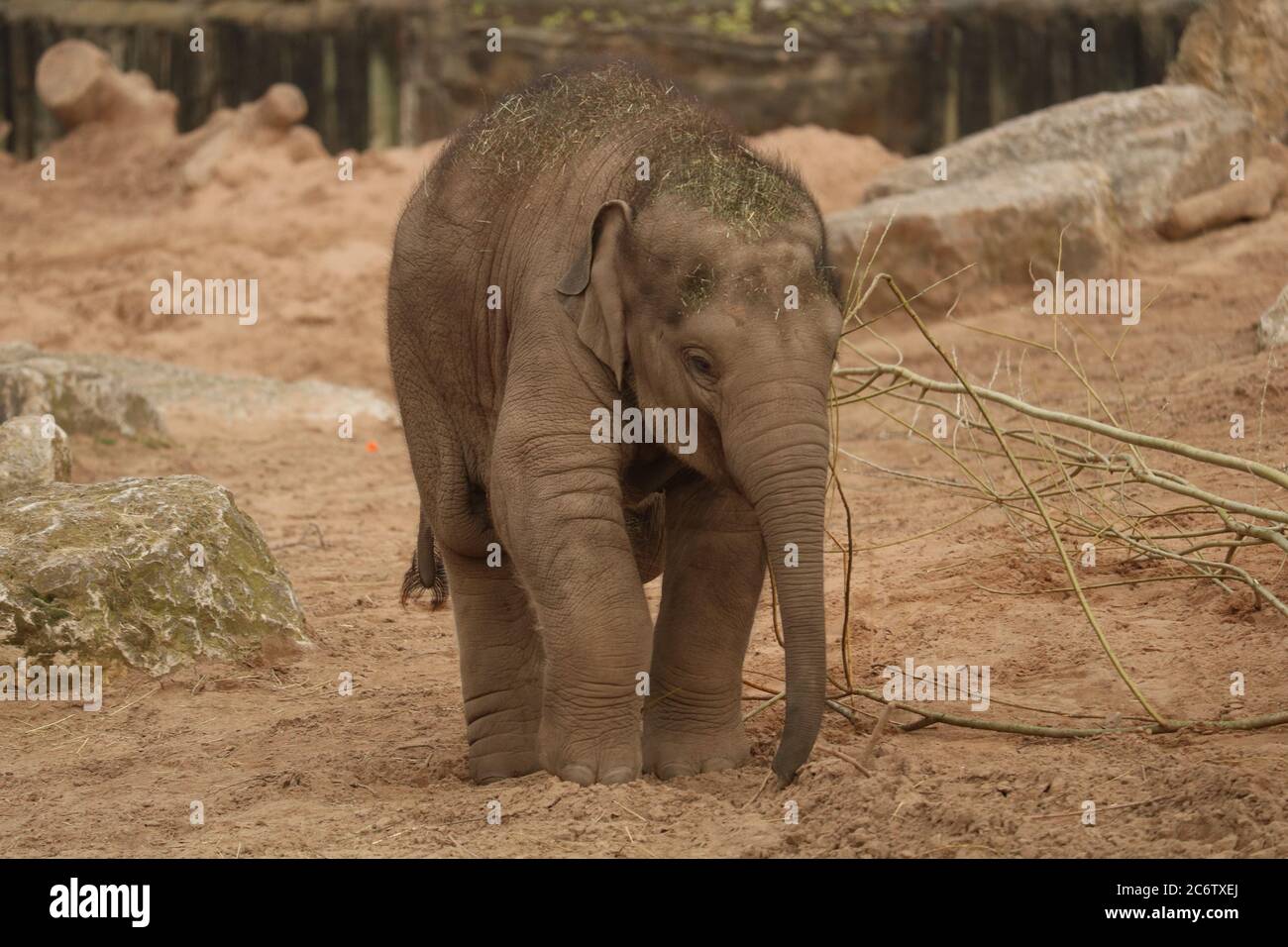Baby Elephant playing at Chester Zoo Stock Photo Alamy