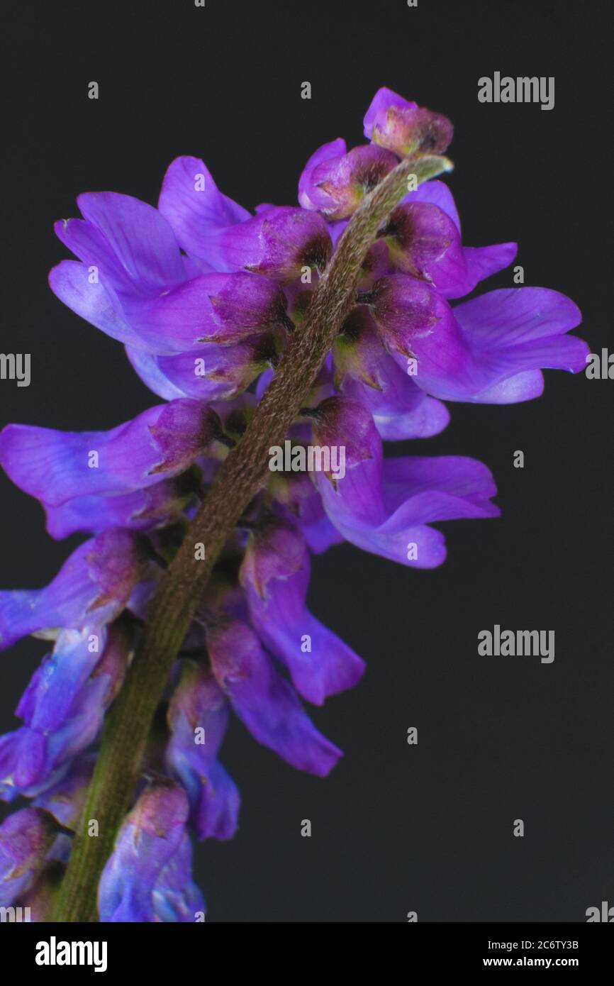 Close up of the strange violet flowers of the European plant tufted