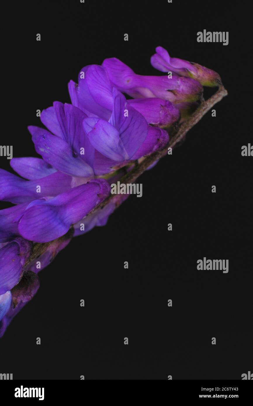 Close up of the strange violet flowers of the European plant tufted