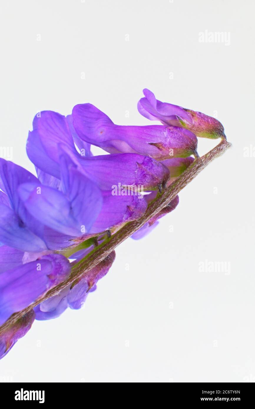 Close up of the strange violet flowers of the European plant tufted
