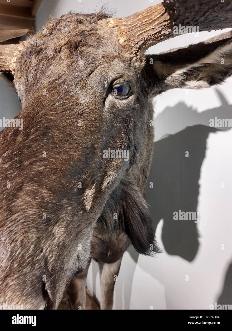 Moose, elk, alces alces. Taxidermy. Stock Photo
