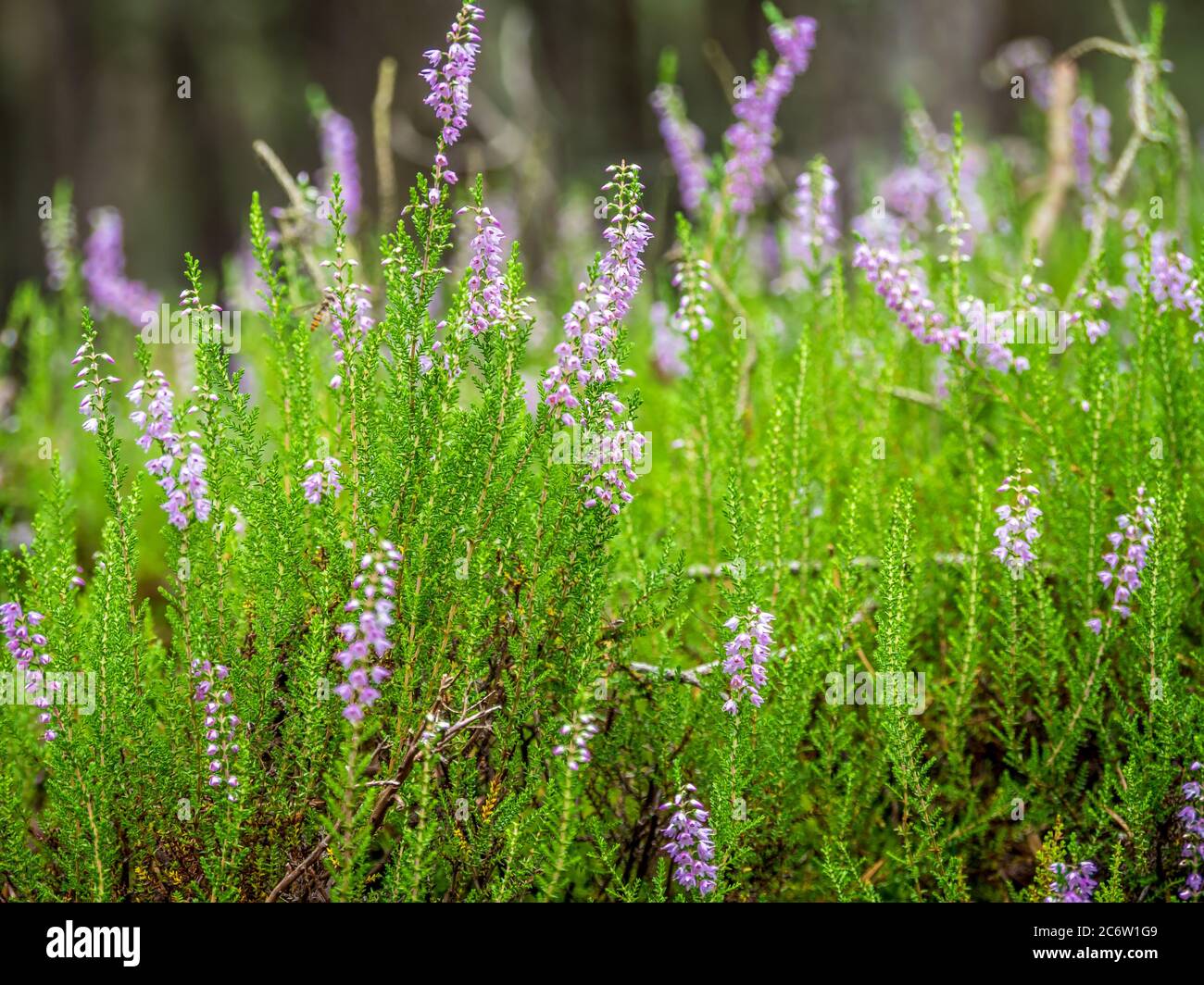 Moorland of violet heather flowers - Slowinski National Park, poland Stock Photo