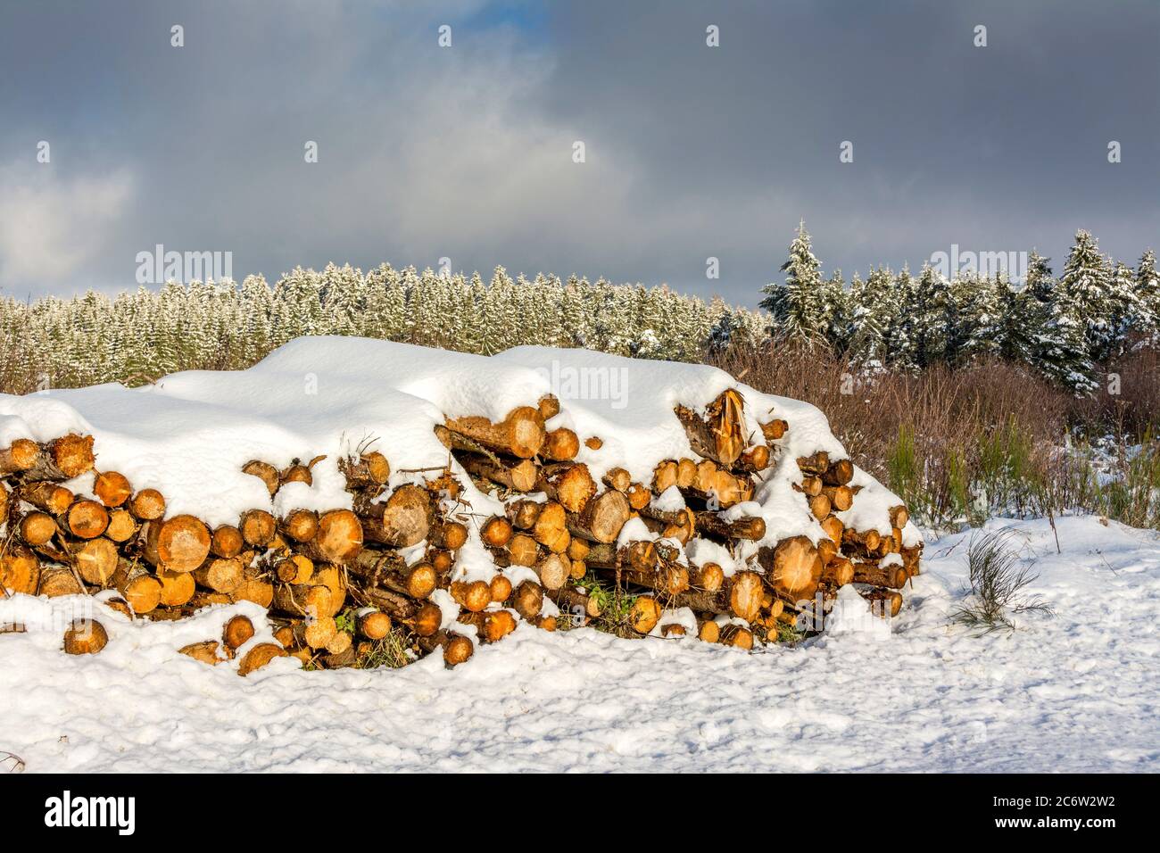 Piles of logs,Trees cut down. Natural Regional Park of Livradois Forez, Puy de Dome, Auvergne Rhone Alpes, France Stock Photo