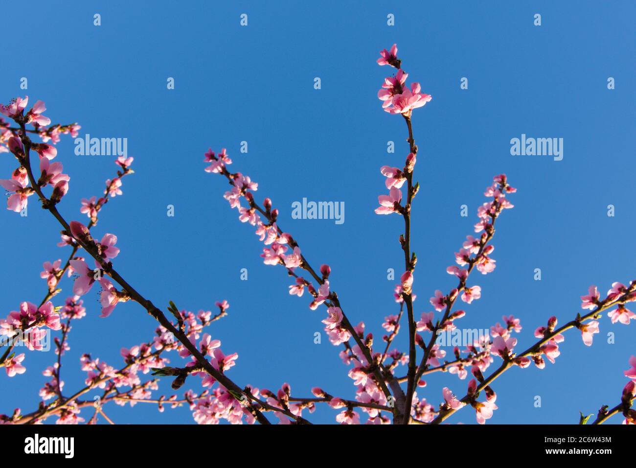 Pink blossoms on the branches of a peach tree on a blue sky as background Stock Photo