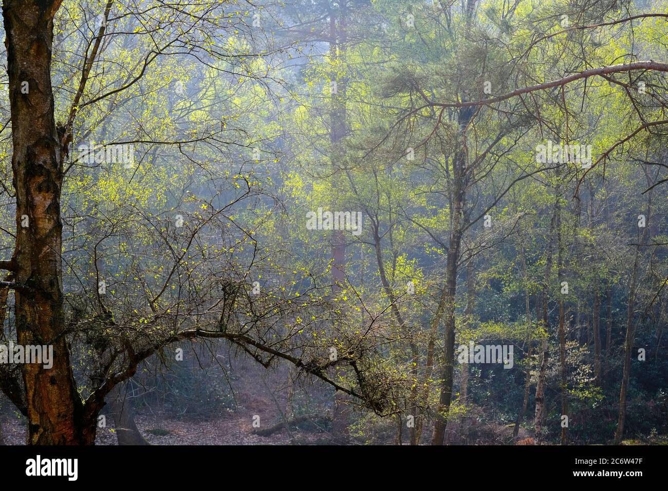 Misty spring morning at Heath Warren Hampshire Stock Photo - Alamy