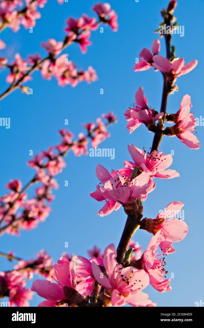 Pink blossoms on the branches of a peach tree on a blue sky as background Stock Photo