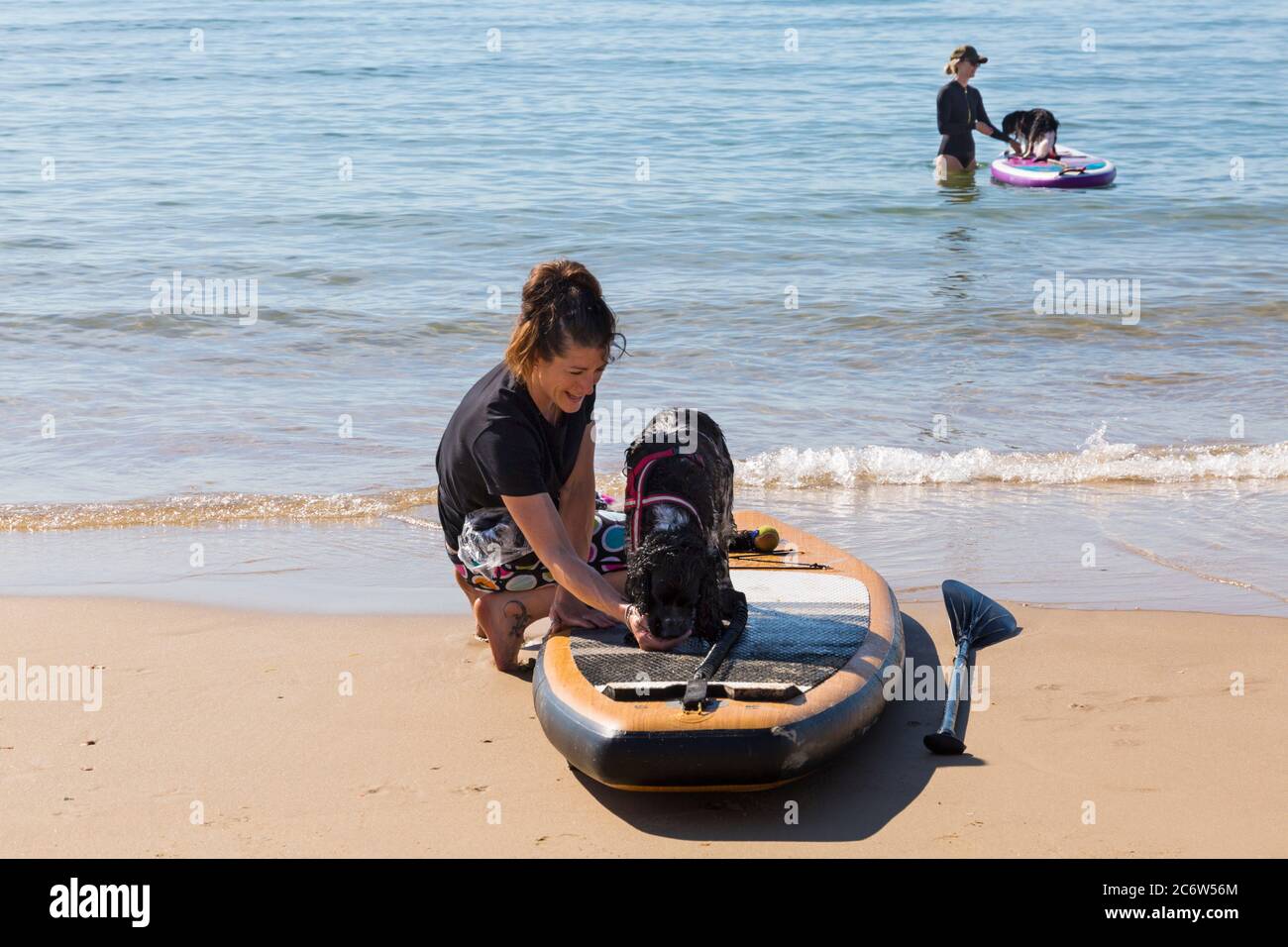 Dog training - Cocker Spaniel and Cavalier King Charles Spaniel dog, learn to paddleboard at Poole, Dorset UK on warm sunny day in July Stock Photo