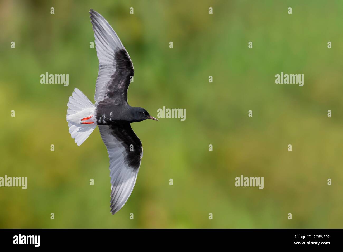 White-winged Tern (Chlidonias leucopterus), adult in flight showing underparts, Campania, Italy Stock Photo