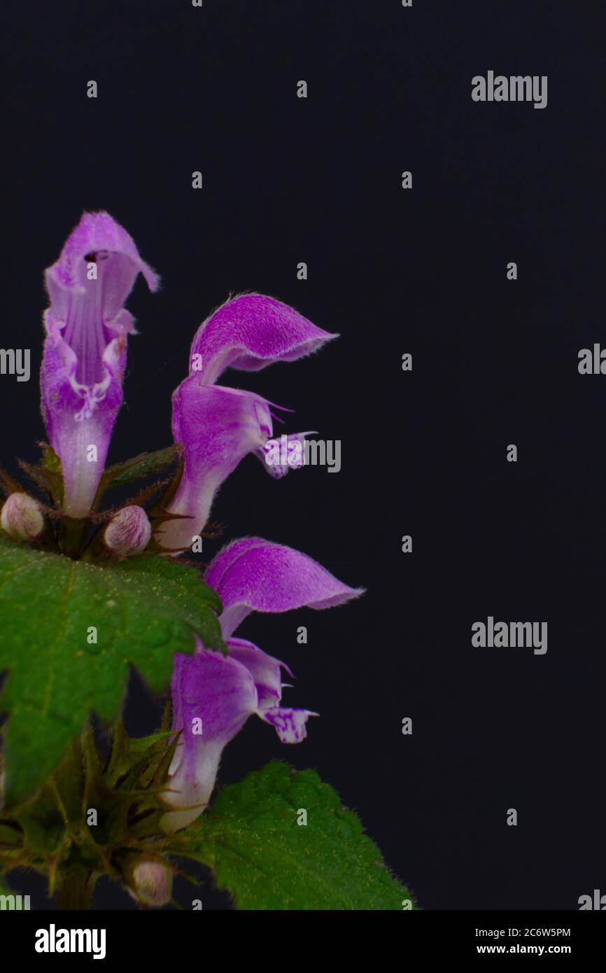 Close-up of a Wild violet flowers spotted dead-nettle or spotted henbit, scientific name Lamium maculatum Stock Photo